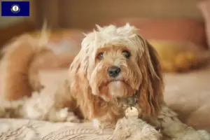 Read more about the article Cavoodle breeders and puppies in Kentucky