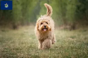Read more about the article Cavoodle breeders and puppies in Maine