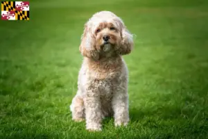 Read more about the article Cavoodle breeders and puppies in Maryland