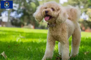 Read more about the article Cavoodle breeders and puppies in Michigan