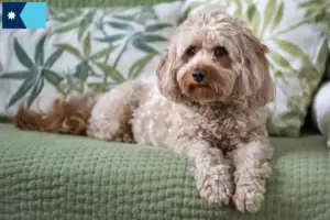 Read more about the article Cavoodle breeders and puppies in Minnesota