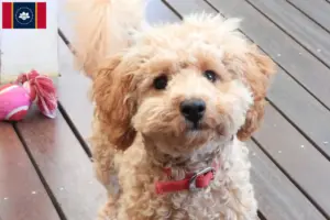 Read more about the article Cavoodle breeders and puppies in Mississippi
