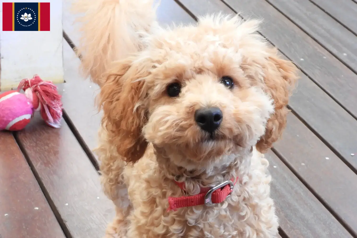 Cavoodle puppies and breeders Mississippi Here you can find Cavoodles breeders in Mississippi.