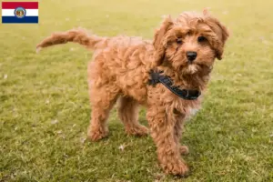 Read more about the article Cavoodle breeders and puppies in Missouri