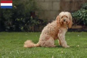 Read more about the article Cavoodle breeders and puppies in the Netherlands