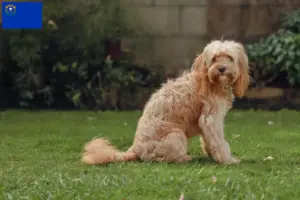 Read more about the article Cavoodle breeders and puppies in Nevada