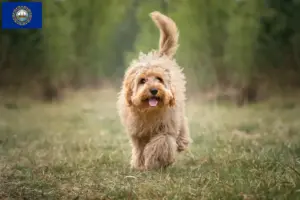 Read more about the article Cavoodle breeders and puppies in New Hampshire