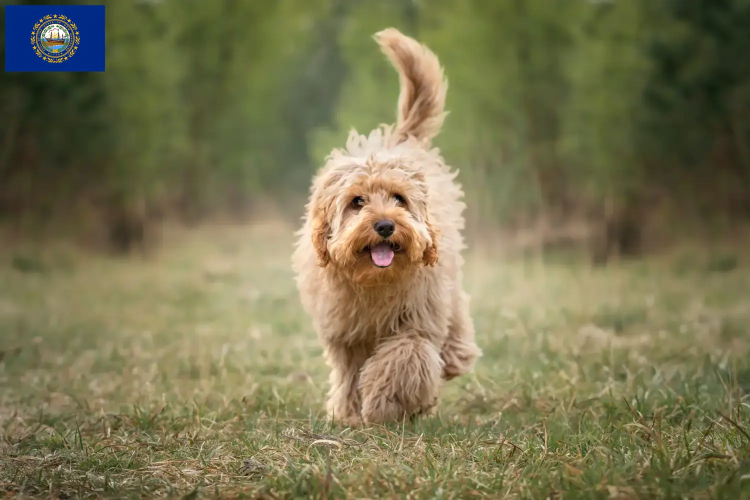 Cavoodle puppies and breeders New Hampshire Find Cavoodles breeders in New Hampshire here.