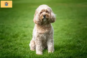 Read more about the article Cavoodle breeders and puppies in New Jersey