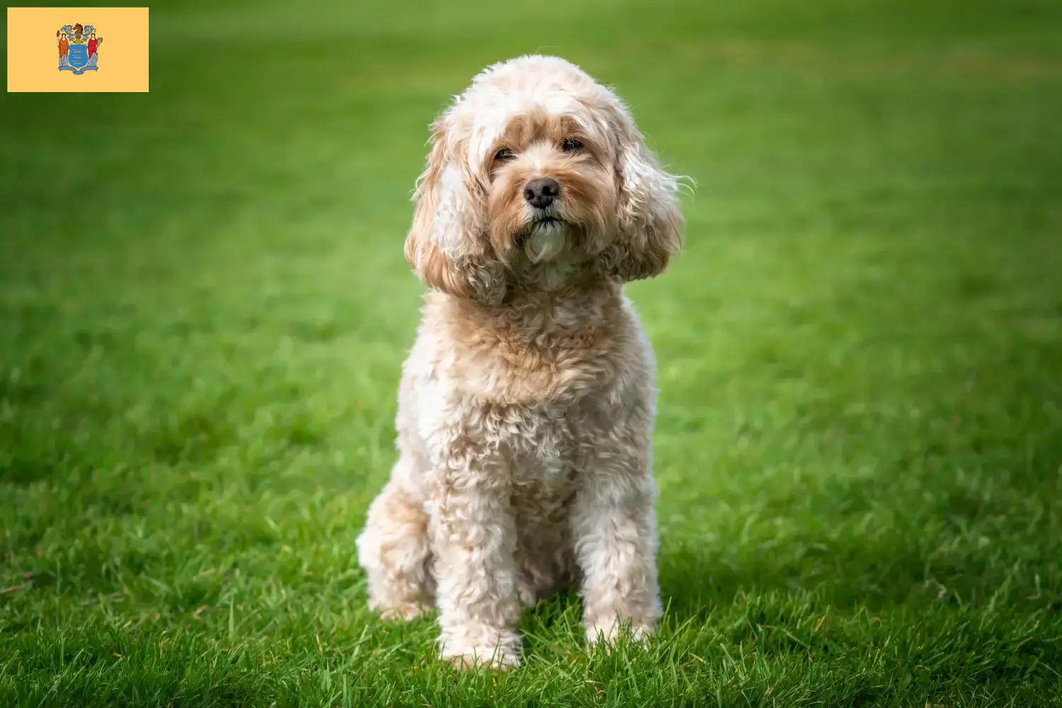 Cavoodle puppies and breeders New Jersey Here you can find Cavoodles breeders in New Jersey.