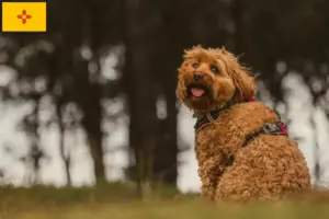 Read more about the article Cavoodle breeders and puppies in New Mexico