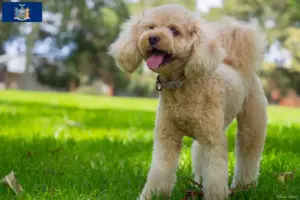 Read more about the article Cavoodle breeders and puppies in New York