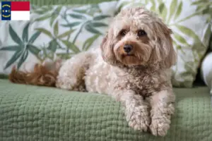 Read more about the article Cavoodle breeders and puppies in North Carolina
