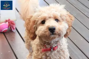 Read more about the article Cavoodle breeders and puppies in North Dakota