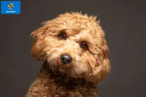 Read more about the article Cavoodle breeders and puppies in Oklahoma