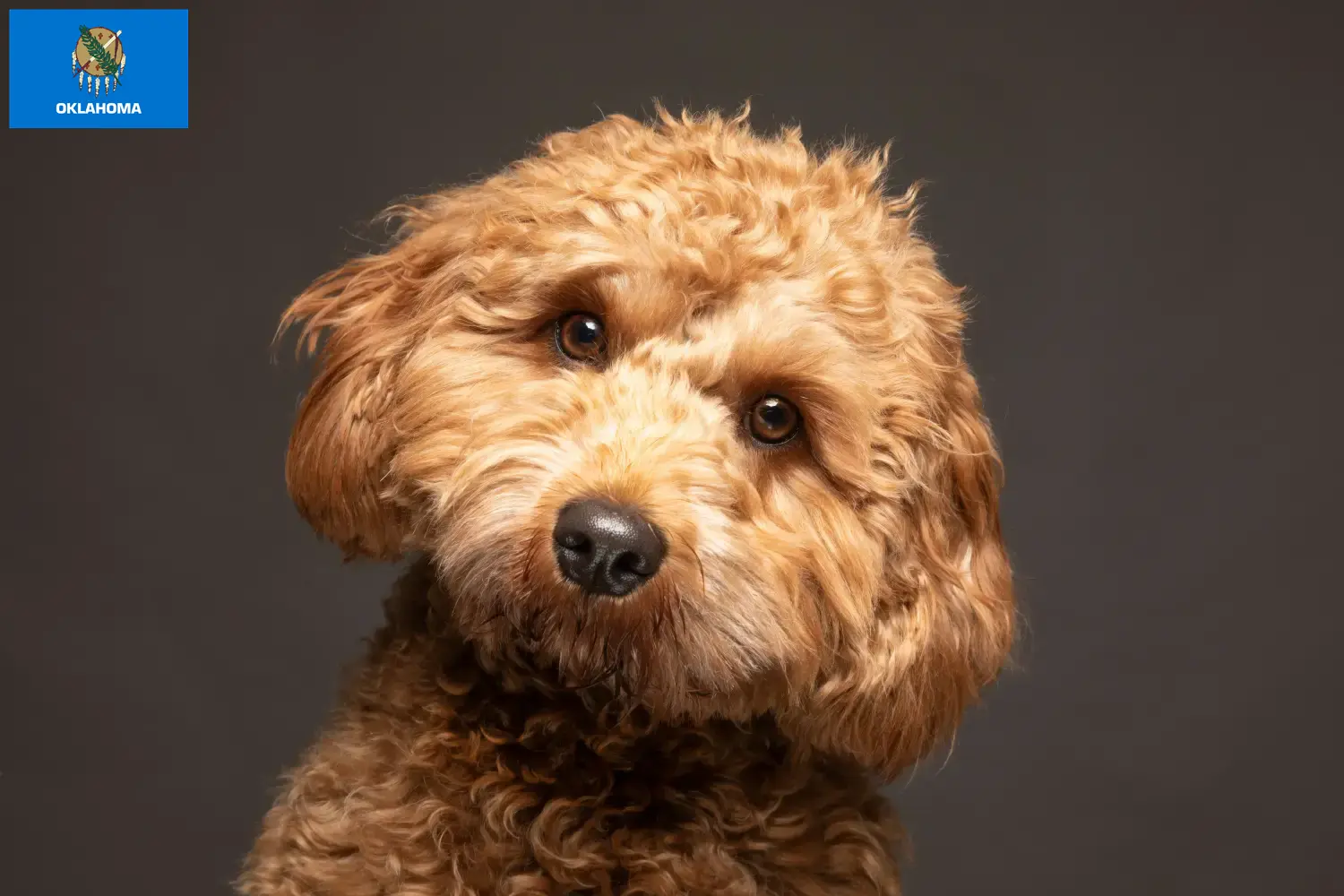 Cavoodle puppies and breeders Oklahoma Find Cavoodles breeders in Oklahoma.
