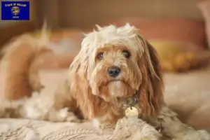 Read more about the article Cavoodle breeders and puppies in Oregon