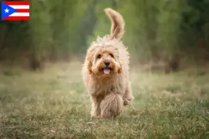 Read more about the article Cavoodle breeders and puppies in Puerto Rico