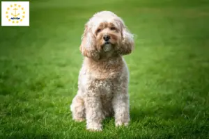 Read more about the article Cavoodle breeders and puppies in Rhode Island