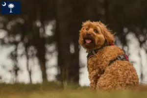 Read more about the article Cavoodle breeders and puppies in South Carolina