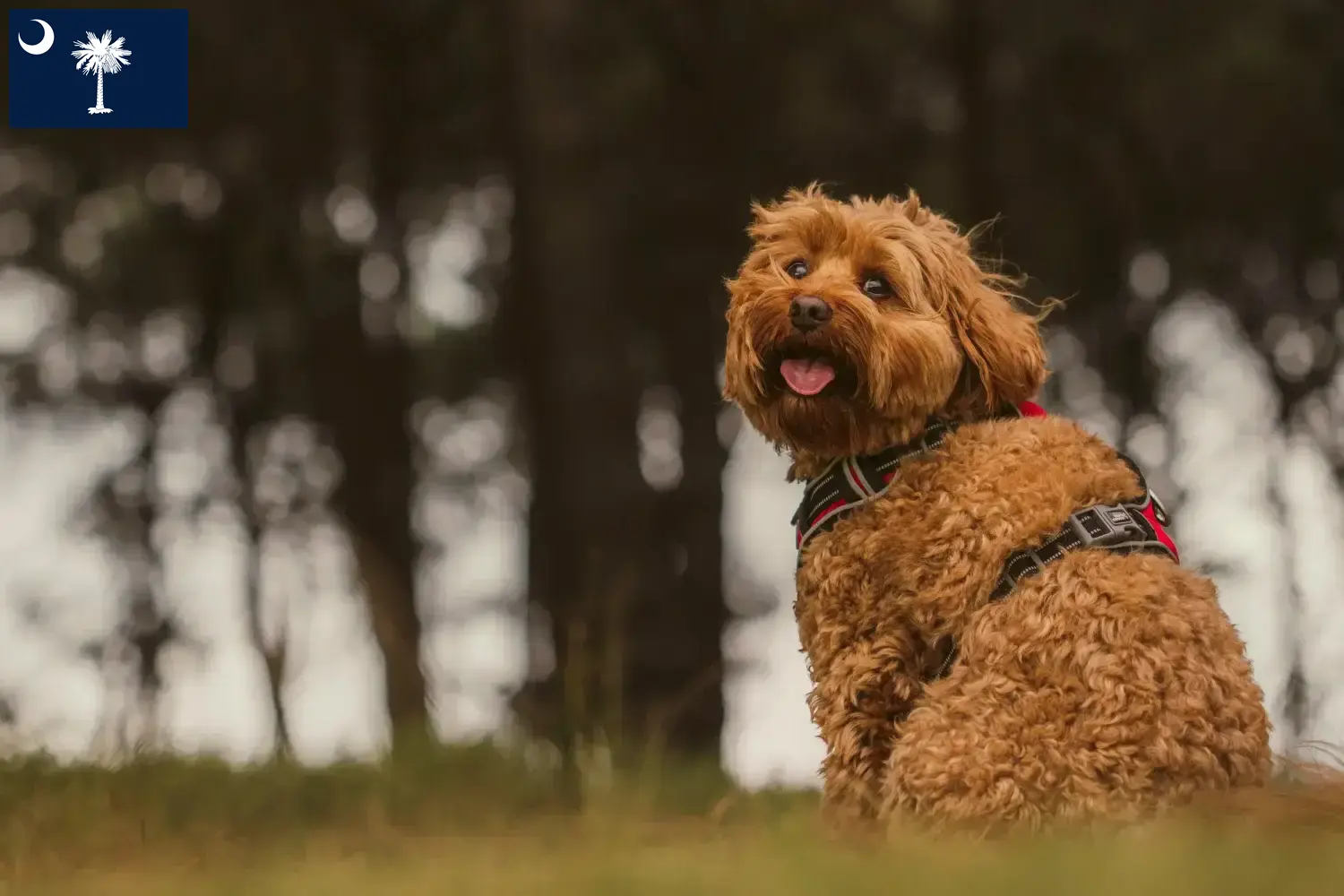 Read more about the article Cavoodle breeders and puppies in South Carolina