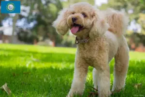 Read more about the article Cavoodle breeders and puppies in South Dakota