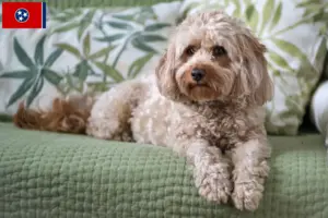 Read more about the article Cavoodle breeders and puppies in Tennessee