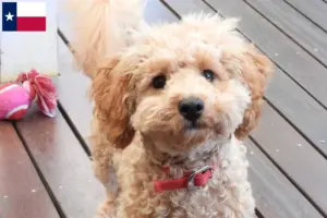Read more about the article Cavoodle breeders and puppies in Texas