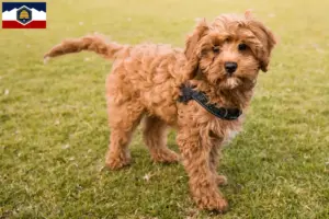 Read more about the article Cavoodle breeders and puppies in Utah