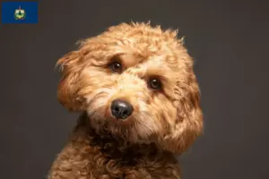 Read more about the article Cavoodle breeders and puppies in Vermont