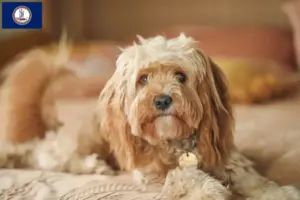 Read more about the article Cavoodle breeders and puppies in Virginia