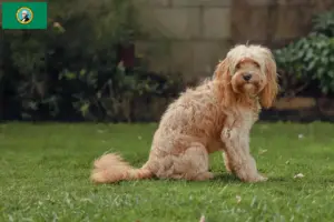Read more about the article Cavoodle breeders and puppies in Washington