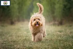 Read more about the article Cavoodle breeders and puppies in West Virginia