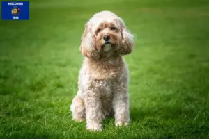 Read more about the article Cavoodle breeders and puppies in Wisconsin