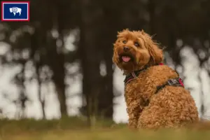 Read more about the article Cavoodle breeders and puppies in Wyoming