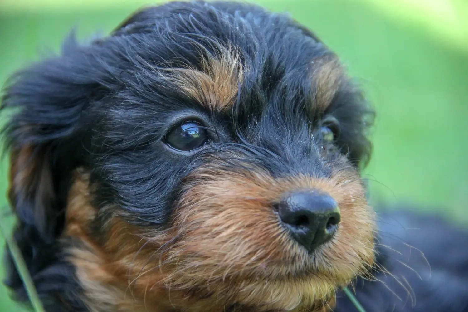 Buying a Cavoodle puppy means taking responsibility! Buy Cavoodle puppies.