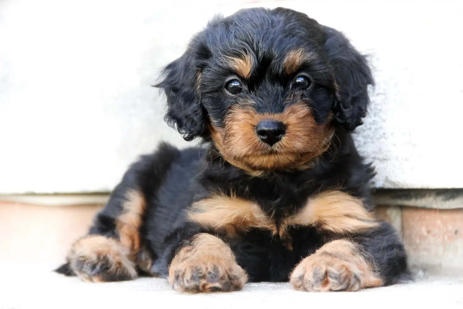 Buying a Cavoodle puppy means taking responsibility! Buy Cavoodle puppies.