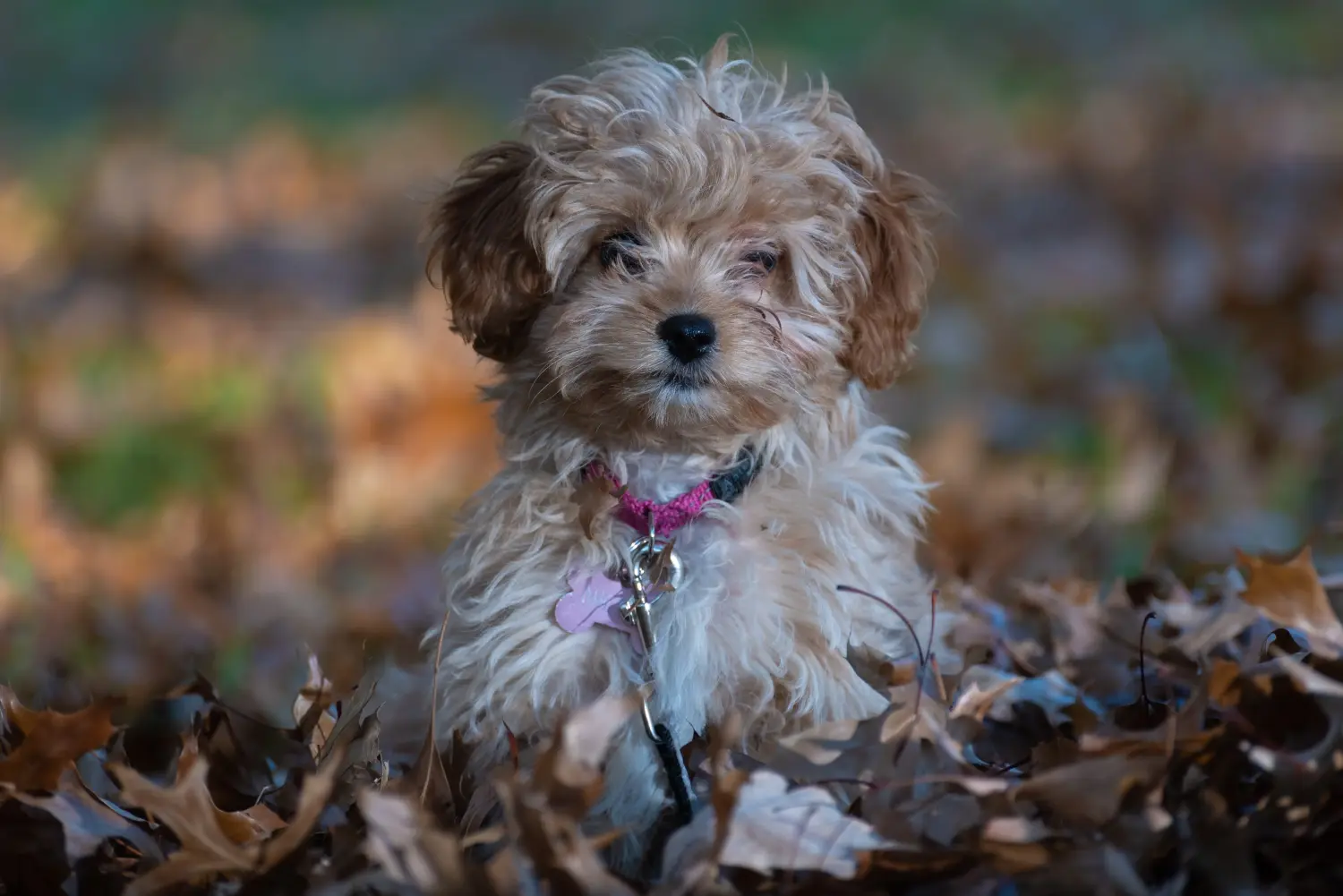 Buying a Cavoodle puppy means taking responsibility! Buy Cavoodle puppies.