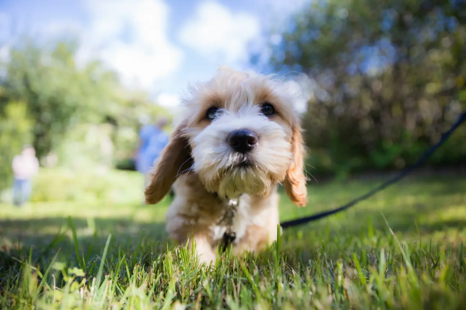 Buying a Cavoodle puppy means taking responsibility! Buy Cavoodle puppies.