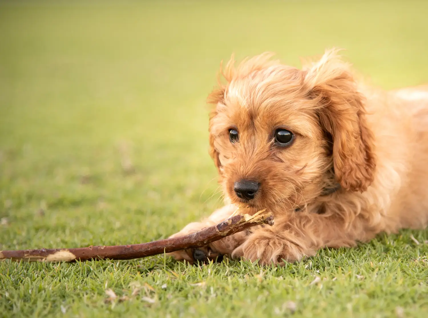 Buying a Cavoodle puppy means taking responsibility! Buy Cavoodle puppies.