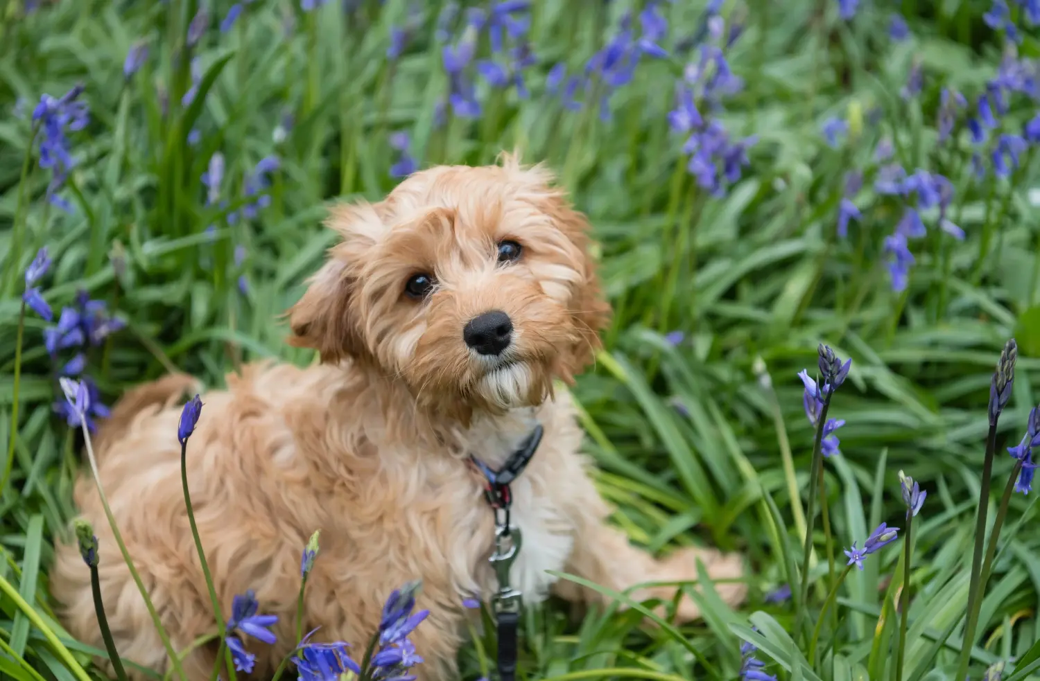 Buying a Cavoodle puppy means taking responsibility! Buy Cavoodle puppies.
