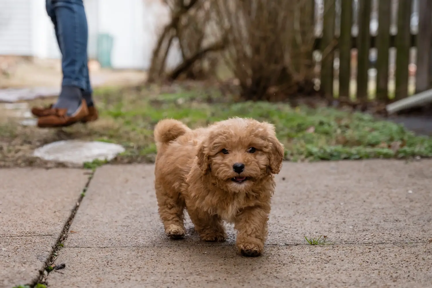 Buying a Cavoodle puppy means taking responsibility! Buy Cavoodle puppies.
