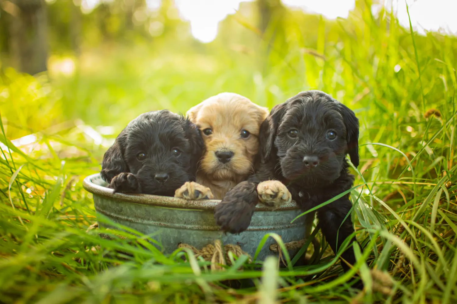 Buying a Cavoodle puppy means taking responsibility! Buy Cavoodle puppies.