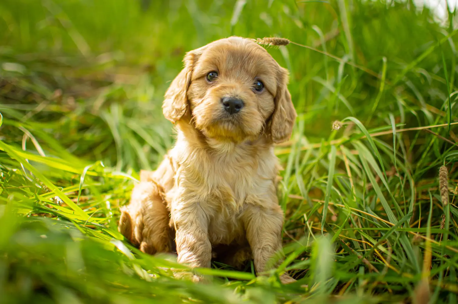 Buying a Cavoodle puppy means taking responsibility! Buy Cavoodle puppies.