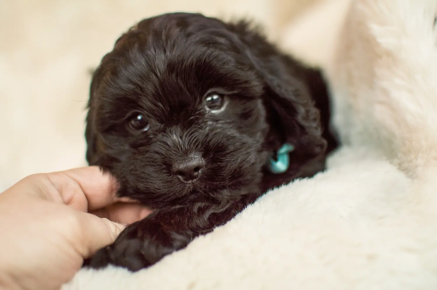Buying a Cavoodle puppy means taking responsibility! Buy Cavoodle puppies.
