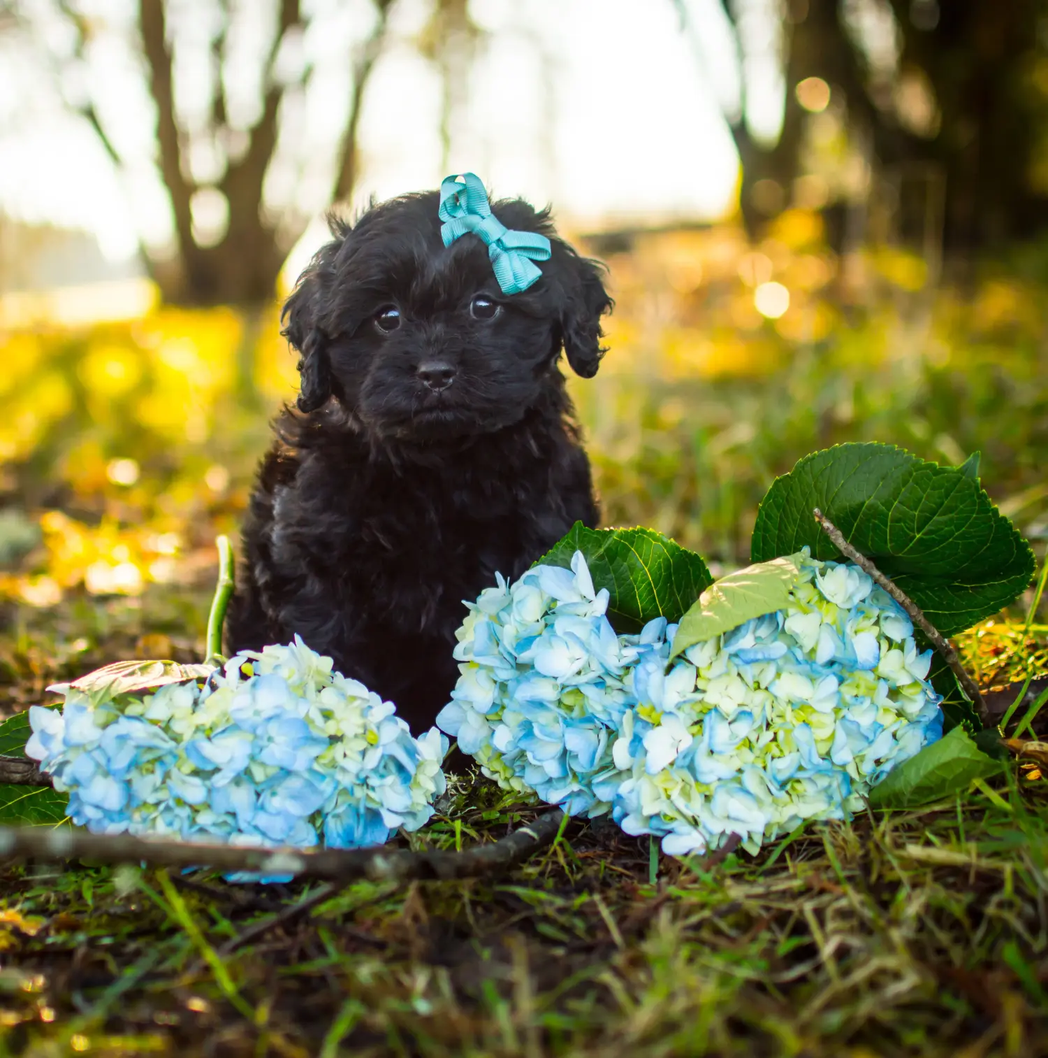 Buying a Cavoodle puppy means taking responsibility! Buy Cavoodle puppies.