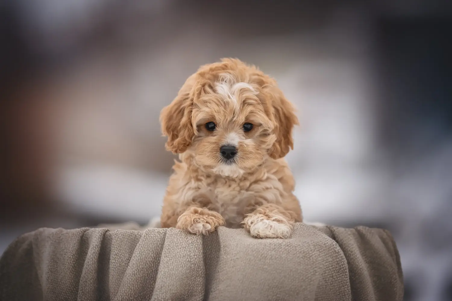 Buying a Cavoodle puppy means taking responsibility! Buy Cavoodle puppies.