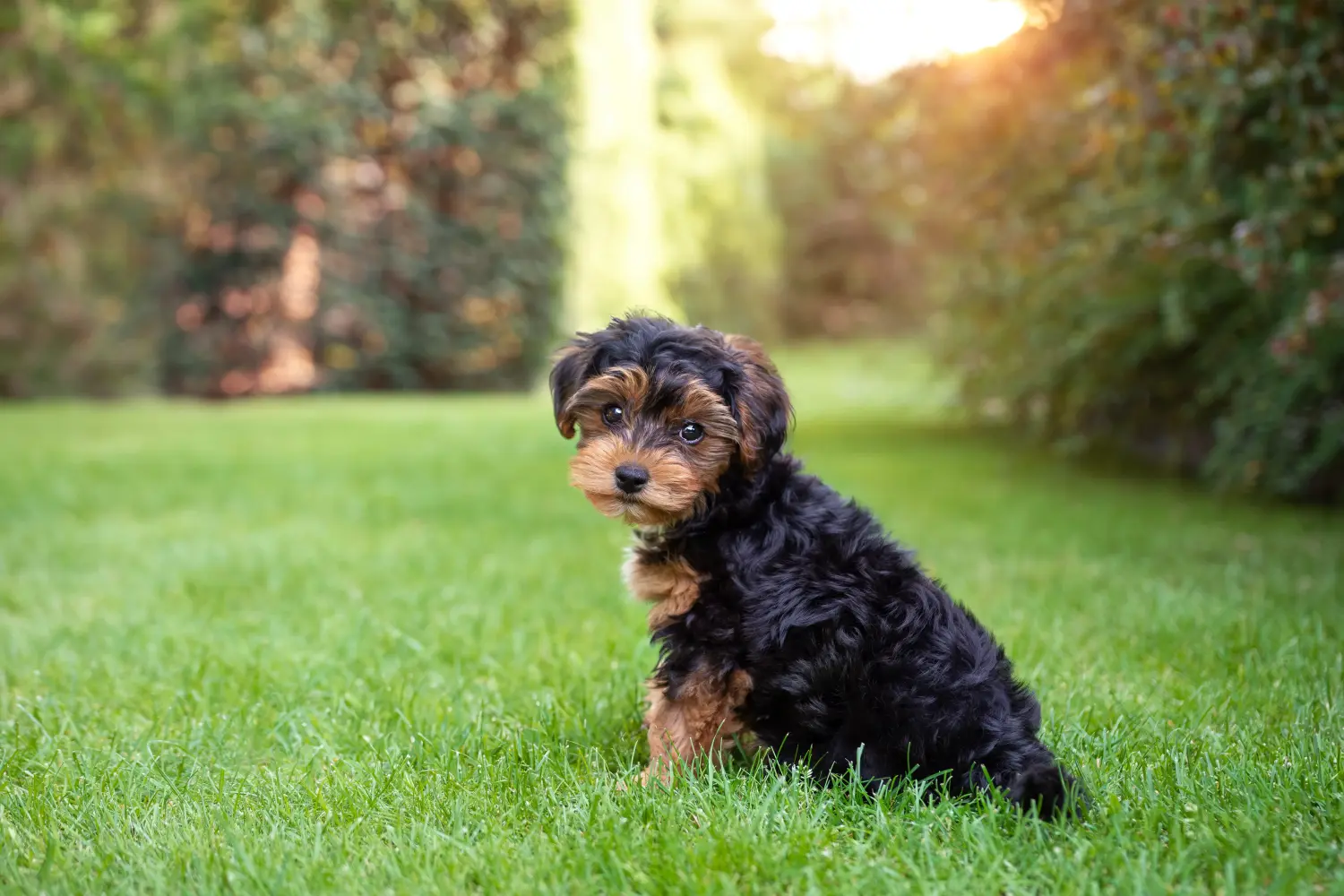 Buying a Cavoodle puppy means taking responsibility! Buy Cavoodle puppies.