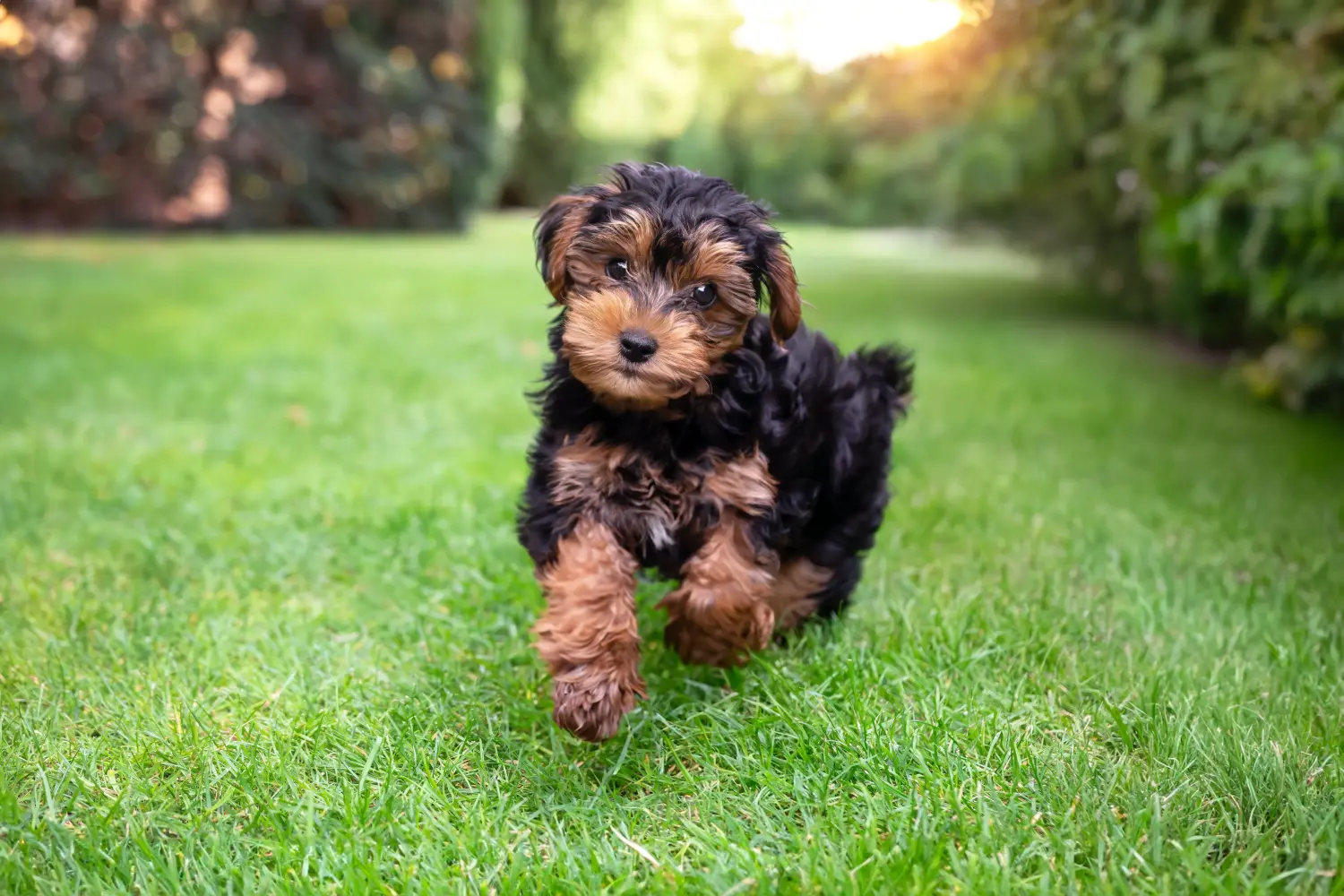 Buying a Cavoodle puppy means taking responsibility! Buy Cavoodle puppies.