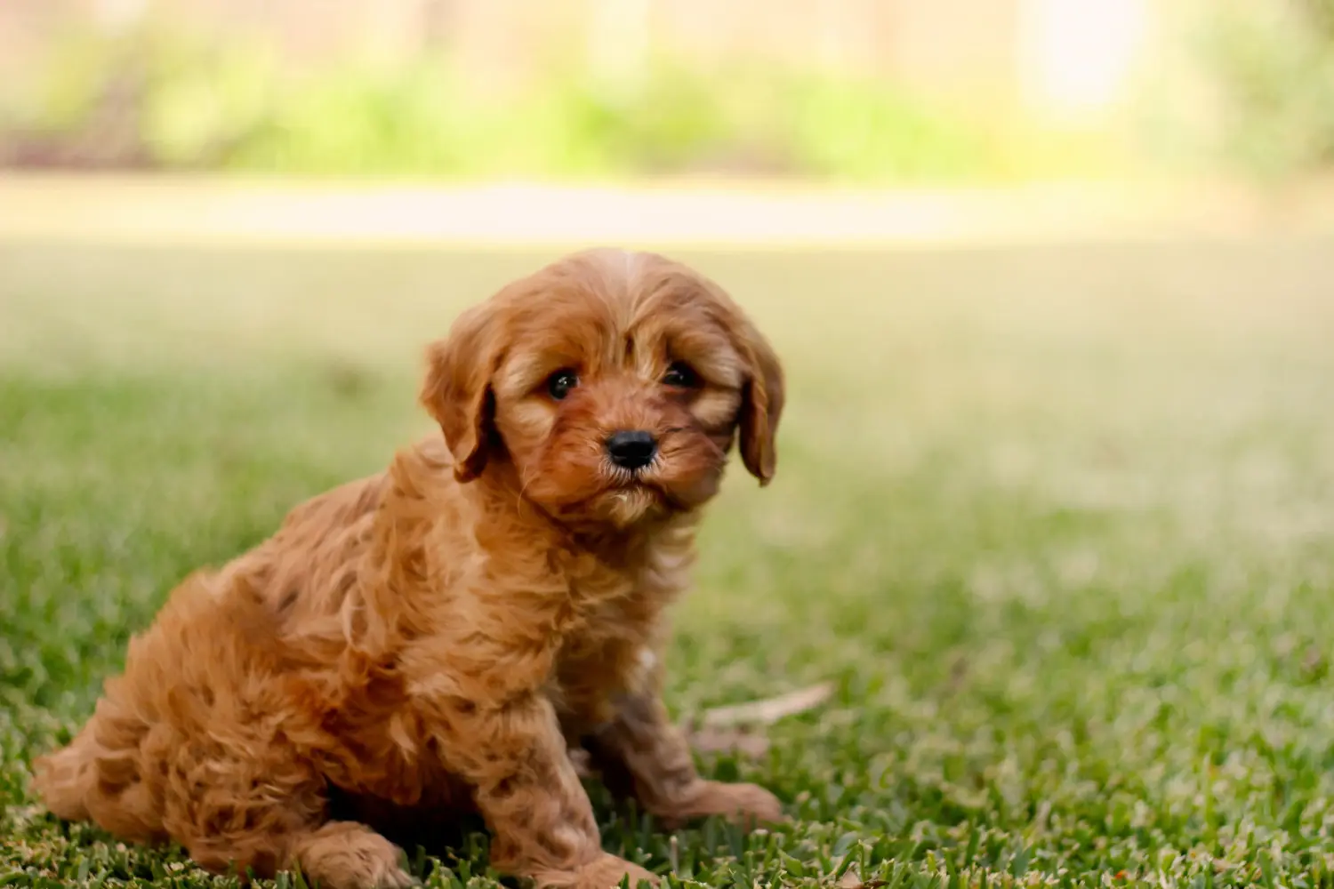 Buying a Cavoodle puppy means taking responsibility! Buy Cavoodle puppies.